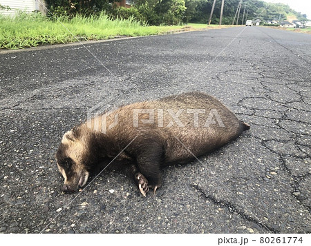 穴熊 穴熊 80261774