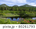 初夏の水連沼　八甲田山 80261793