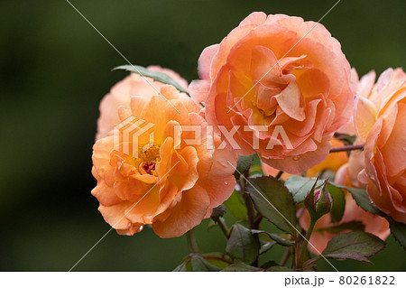 夏の日のバラ、レディエマハミルトン 80261822