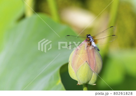 蓮 トンボ 昆虫 80261828