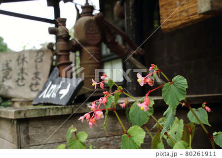 吾野浅見茶屋の秋海棠 80261911