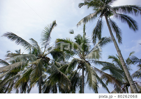 バリ島の椰子の木 80262068