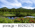 初夏の水連沼　八甲田山 80262175