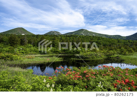 初夏の水連沼　八甲田山 80262175