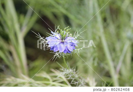 初夏に咲くキンポウゲ科の一年草ニゲラ 初夏に咲くキンポウゲ科の一年草ニゲラ 80262408
