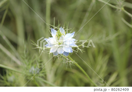 初夏に咲くキンポウゲ科の一年草ニゲラ 80262409
