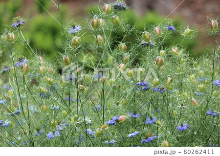 初夏に咲くキンポウゲ科の一年草ニゲラ 初夏に咲くキンポウゲ科の一年草ニゲラ 80262411