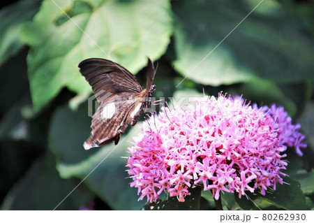 牡丹臭木とアゲハ蝶 80262930