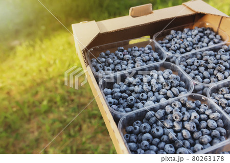 Senior man hands holding box with fresh cultivated blueberry 80263178