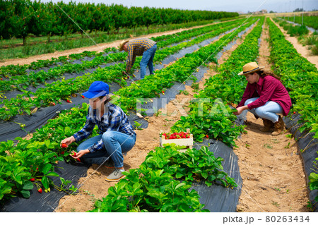 Hardworking farmers working on the plantation beds collect ripe strawberries Hardworking farmers working on the plantation beds collect ripe strawberries 80263434