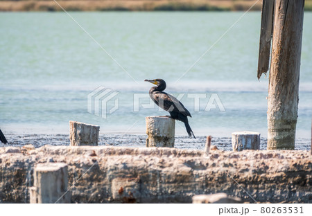 Black cormorant sits on a old sea pier Black cormorant sits on a old sea pier 80263531