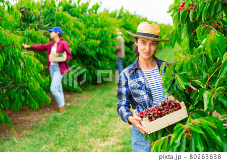 Concentrated female farmer plucks cherries by putting them in a box 80263638