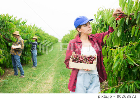 Portrait of a farm girl, picking cherries and putting fruit in a crate Portrait of a farm girl, picking cherries and putting fruit in a crate 80263872