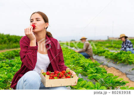 Woman farmer tasting new harvest of strawberry Woman farmer tasting new harvest of strawberry 80263938