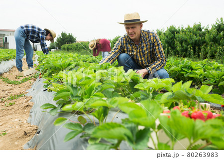 Male gardener picking strawberry at plantation 80263983