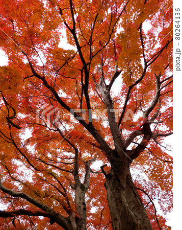 真っ赤に染まる五月山の紅葉 80264136