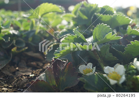 イチゴ畑に降り注ぐ光 80264195