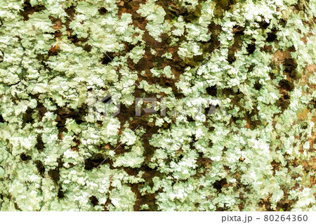 Green moss against the backdrop of the deep brown bark of a tree. 80264360