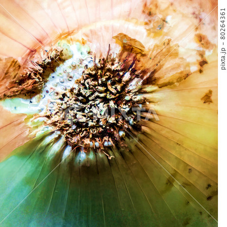Bottom of an onion, with the roots cut back to the bulb. 80264361
