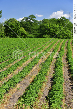 夏の北海道厚沢部町でサツマイモ畑の風景を撮影 80264666