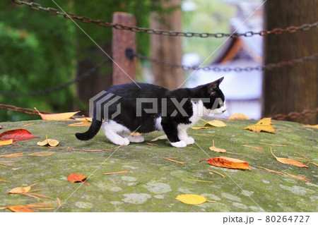 獲物を狙う猫 獲物を狙う猫 80264727