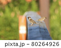 スズメ 80264926