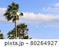 ヤシの木 80264927