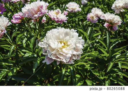 A Group of Yellow White Flowers in the Garden 80265088