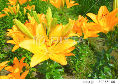 月岡公園のユリ園、魚沼市、新潟県、日本 月岡公園のユリ園、魚沼市、新潟県、日本 80265166