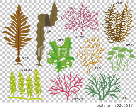 海藻のイラスト素材