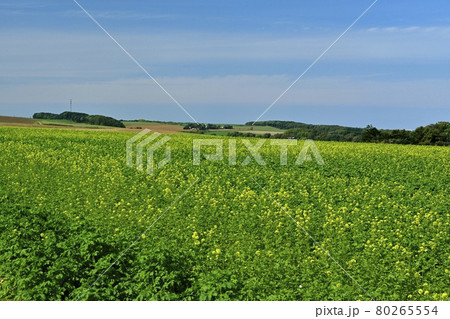 北海道常呂町の花咲くキガラシ畑 80265554