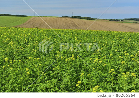 北海道常呂町の花咲くキガラシ畑 北海道常呂町の花咲くキガラシ畑 80265564