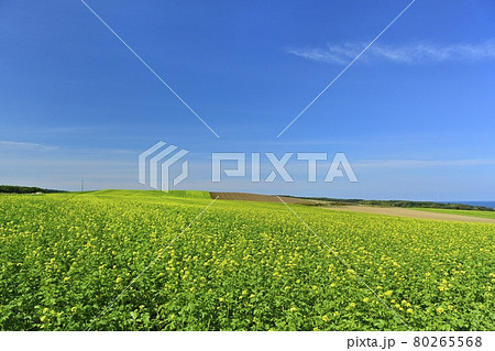 北海道常呂町の花咲くキガラシ畑 北海道常呂町の花咲くキガラシ畑 80265568