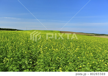 北海道常呂町の花咲くキガラシ畑 北海道常呂町の花咲くキガラシ畑 80265569