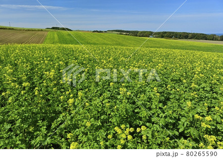 北海道常呂町の花咲くキガラシ畑 80265590