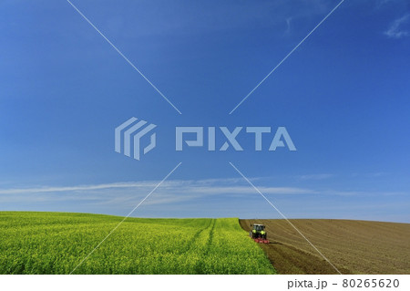 北海道常呂町のすき込み作業中の花咲くキガラシ畑 80265620