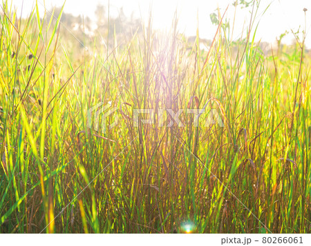 The beautiful background of the grass in the field with the sunbeams in it. The beautiful background of the grass in the field with the sunbeams in it. 80266061