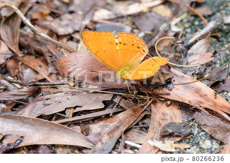 butterfly in nature butterfly in nature 80266236