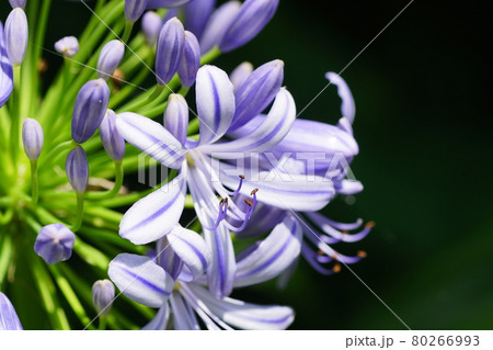 アガパンサス Agapanthus アガパンサス Agapanthus 80266993