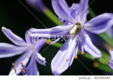 アガパンサス　Agapanthus 80266994
