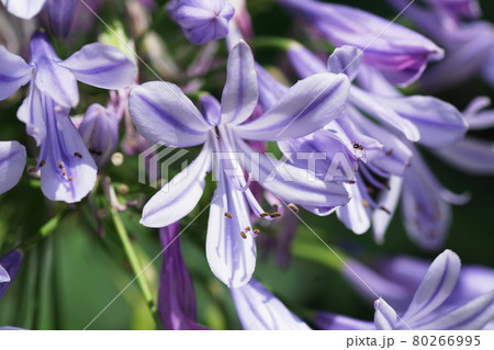 アガパンサス Agapanthus アガパンサス Agapanthus 80266995
