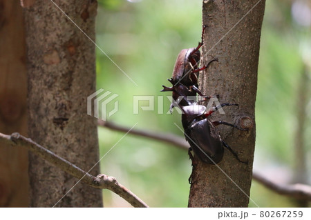 力強いカブトムシ 80267259