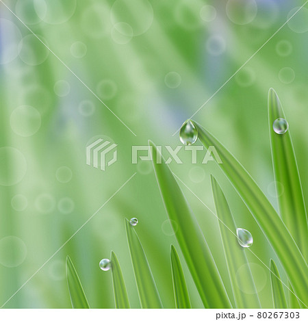 Grass in droplets of water with sunrays background. A nature fresh composition 80267303