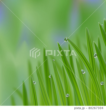 Grass in droplets of water background. A nature fresh composition 80267304