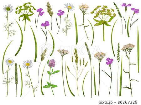 Herb and field flowers vector greenery set Herb and field flowers vector greenery set 80267329