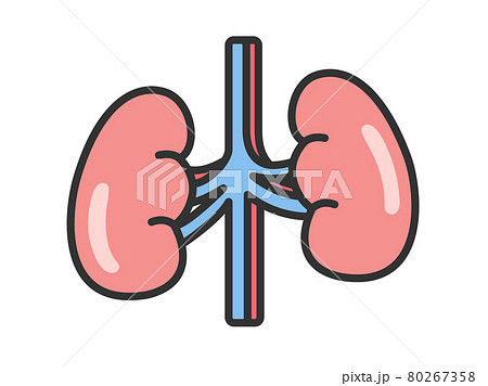 臓器の腎臓のイラストのイラスト素材