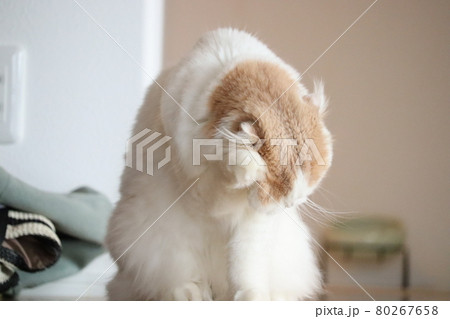 招き猫、耳をふさぐ人 80267658