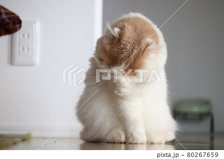ごめん 謝る人、泣顔の猫 ごめん 謝る人、泣顔の猫 80267659