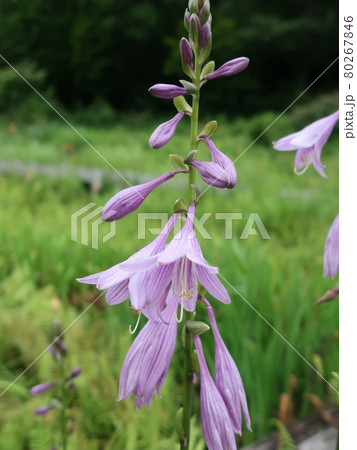 コバギボウシの花 80267846