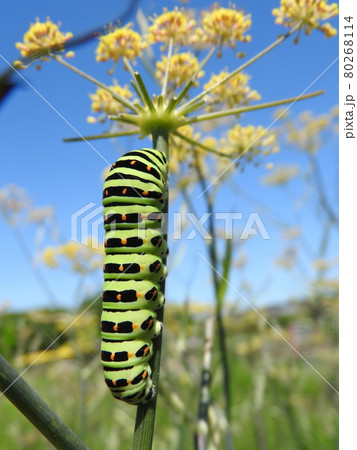 セリ科の多年草「ブロンズフェンネル」を食べて育つ「キアゲハ」の幼虫 セリ科の多年草「ブロンズフェンネル」を食べて育つ「キアゲハ」の幼虫 80268114